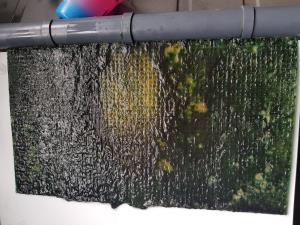 Algae Scrubber