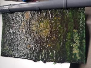 Algae Scrubber