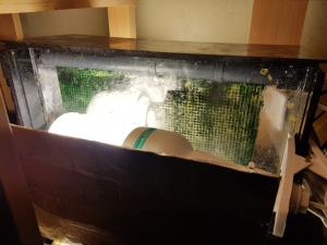 Algae Scrubber
