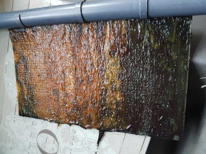Algae Scrubber