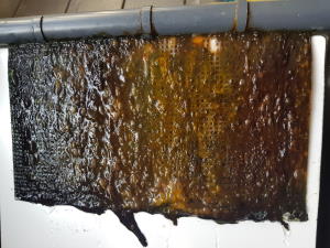 Algae Scrubber