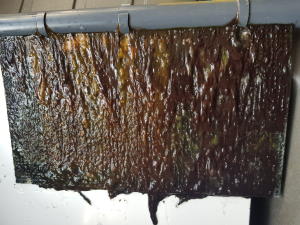 Algae Scrubber
