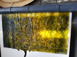 Algae Scrubber