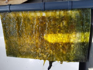 Algae Scrubber
