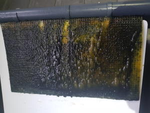 Algae Scrubber