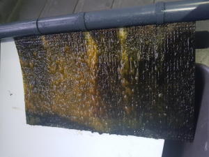 Algae Scrubber