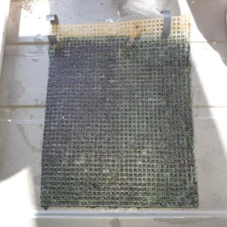 Algae Scrubber