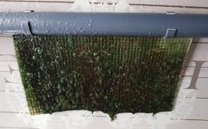 Algae Scrubber