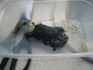 Algae scrubber 13