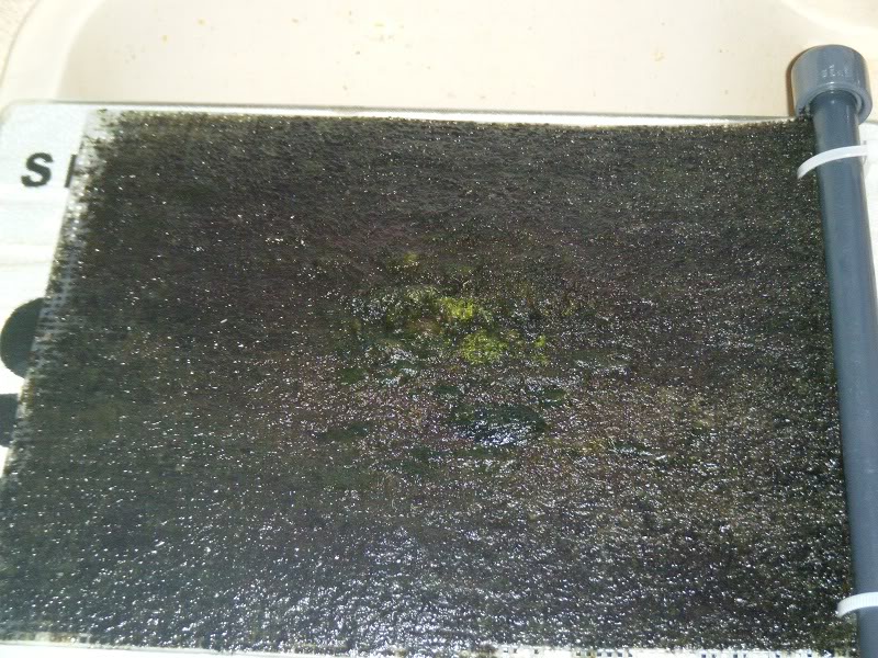 Algae scrubber 14