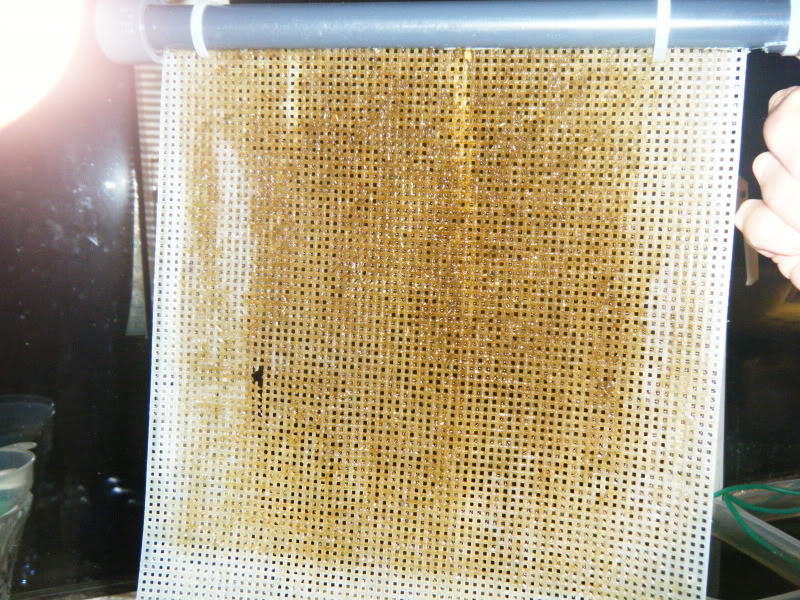Algae scrubber 6