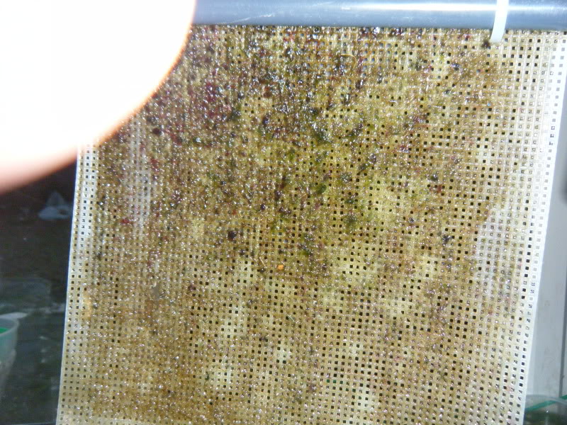 Algae scrubber 9